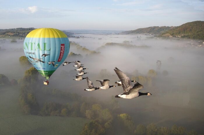 Voler en Montgolfière Cantal Auvergne avec les oiseaux